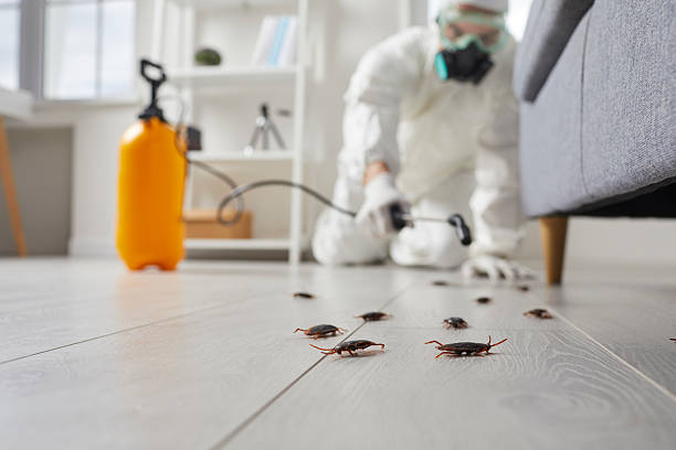Commercial Rodent Management in Glendale